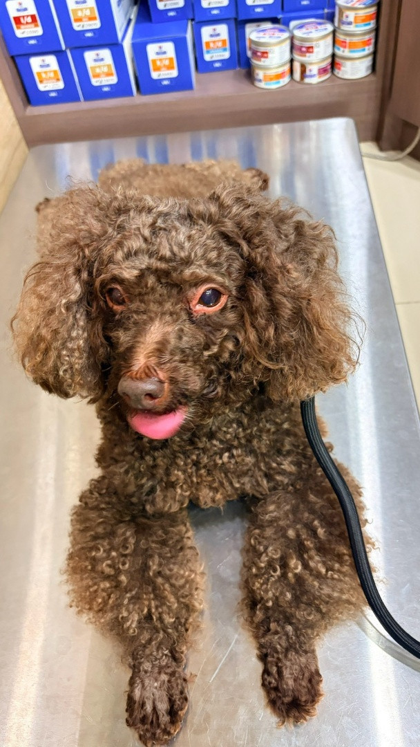 蕾蒂 - PACK Taiwan 巴克幫-浪犬之家 | Adoptable 狗, 貴賓, PACK Taiwan 巴克幫-浪犬之家