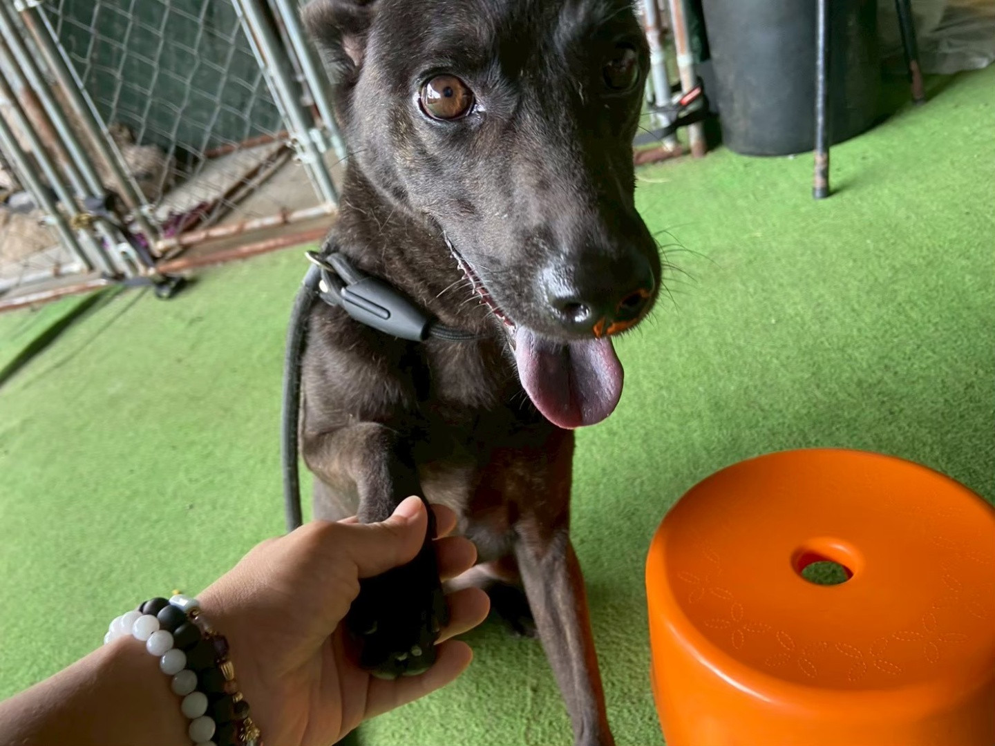烏米 - PACK Taiwan 巴克幫-浪犬之家 | Adoptable dog, 米克斯, PACK Taiwan 巴克幫-浪犬之家