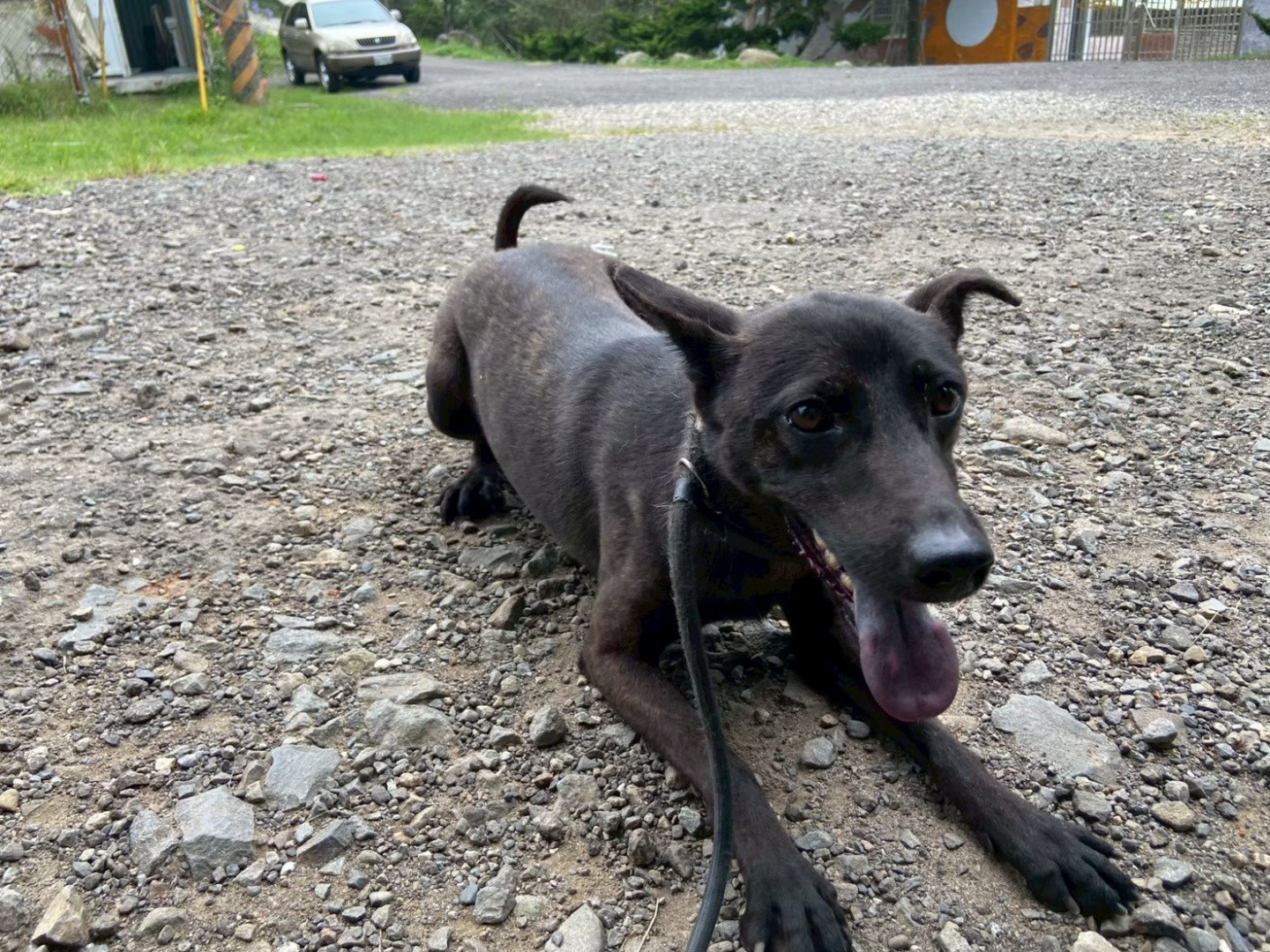 烏米 - PACK Taiwan 巴克幫-浪犬之家 | Adoptable dog, 米克斯, PACK Taiwan 巴克幫-浪犬之家