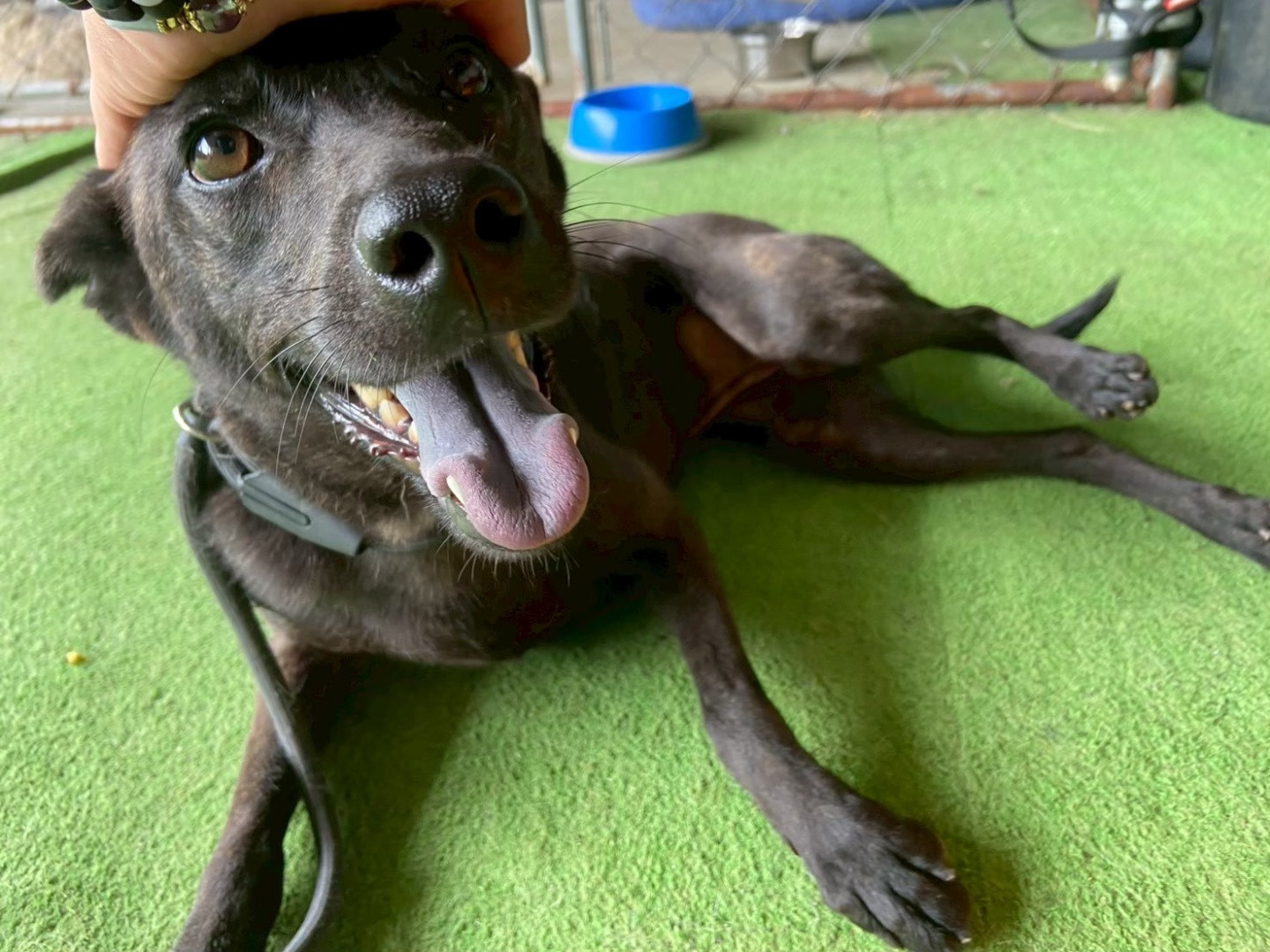 烏米 - PACK Taiwan 巴克幫-浪犬之家 | Adoptable dog, 米克斯, PACK Taiwan 巴克幫-浪犬之家