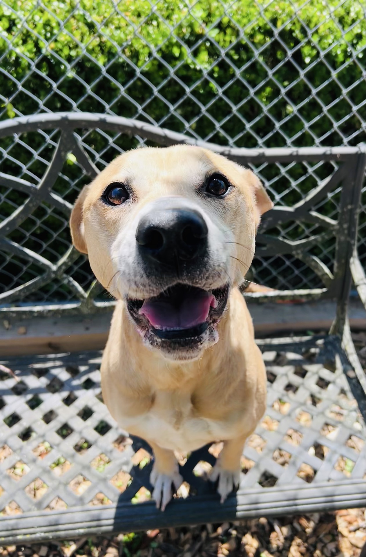 Three Paws Rescue - Kirby