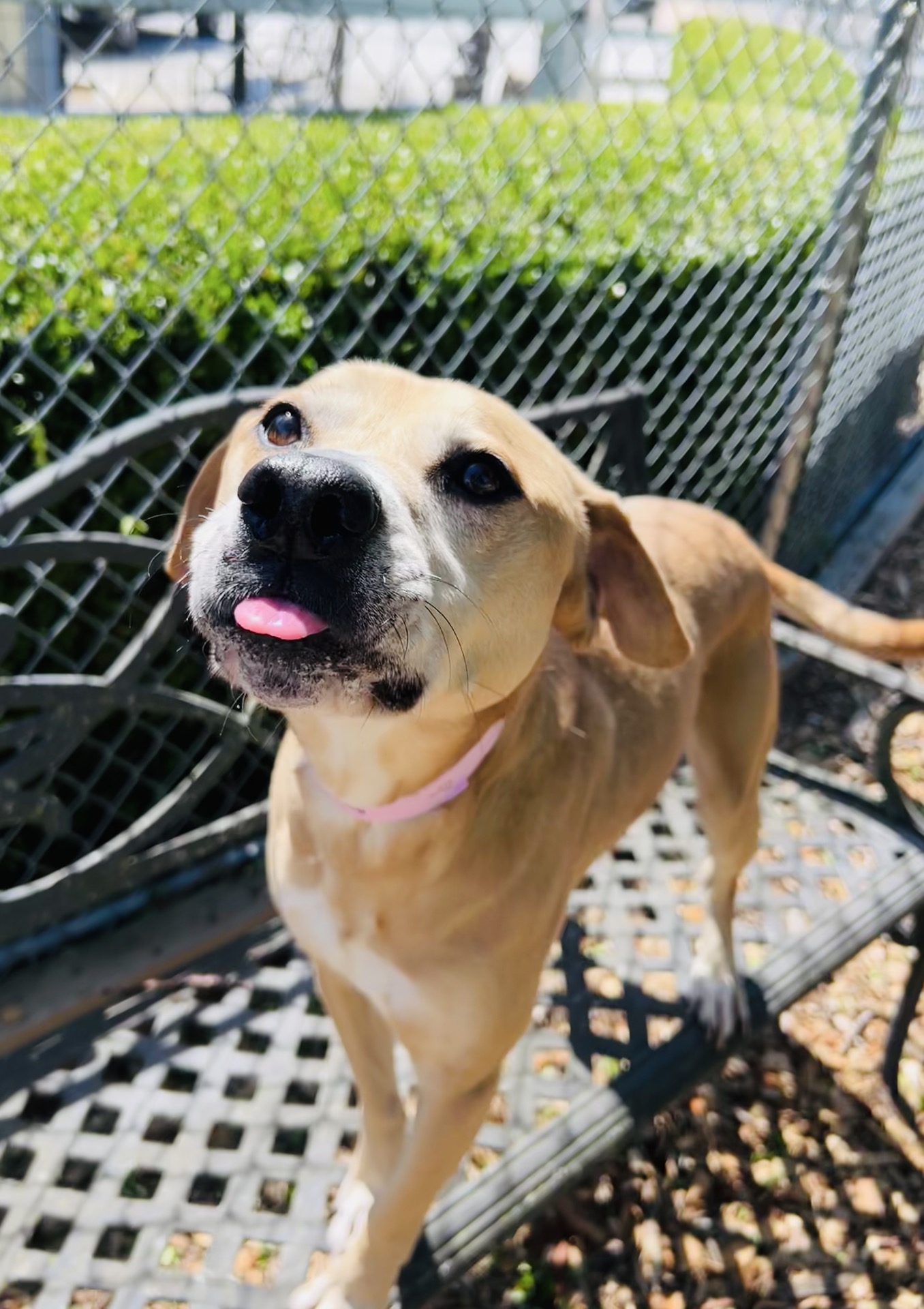 Three Paws Rescue - Kirby