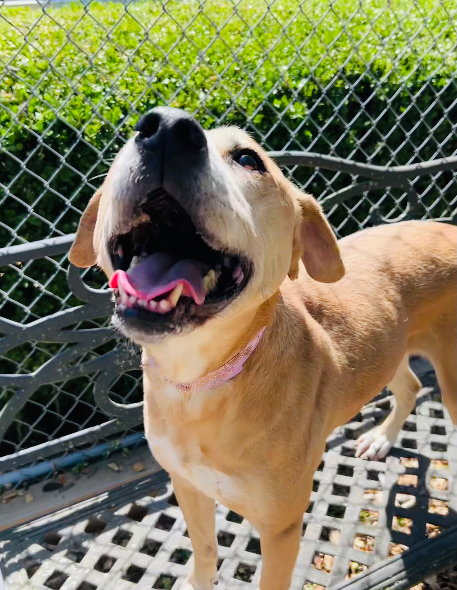 Three Paws Rescue - Kirby