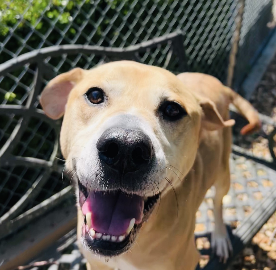 Three Paws Rescue - Kirby