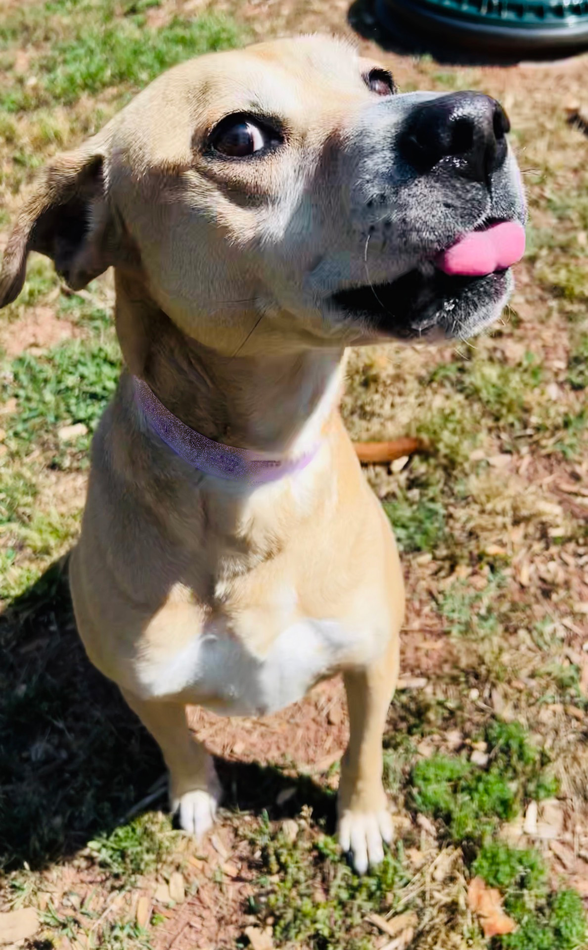 Three Paws Rescue - Kirby