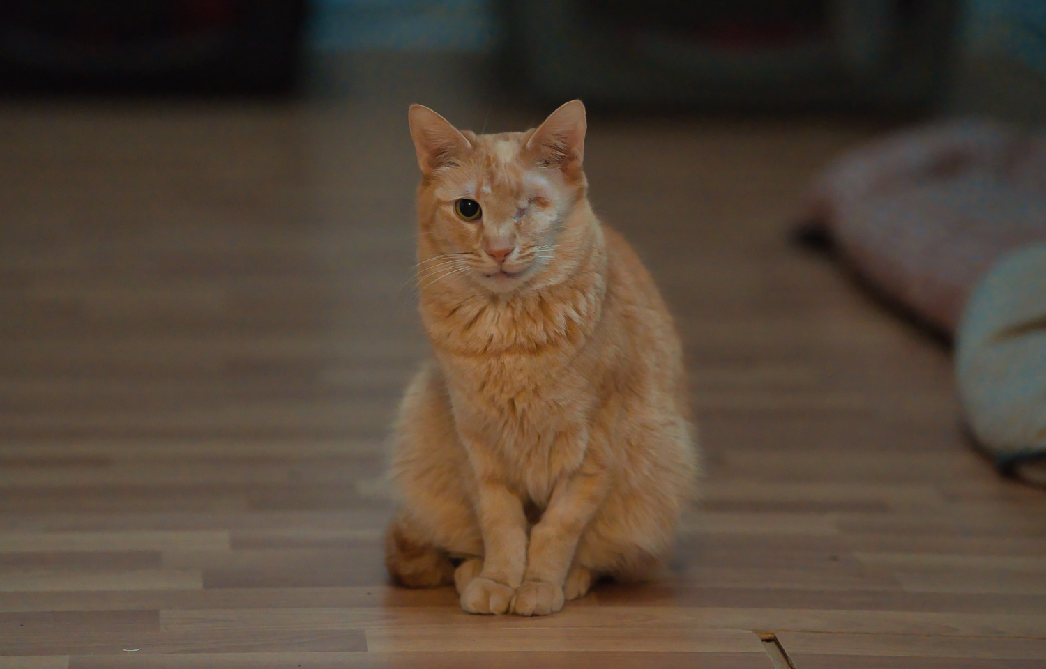 Three Paws Rescue - Eugene