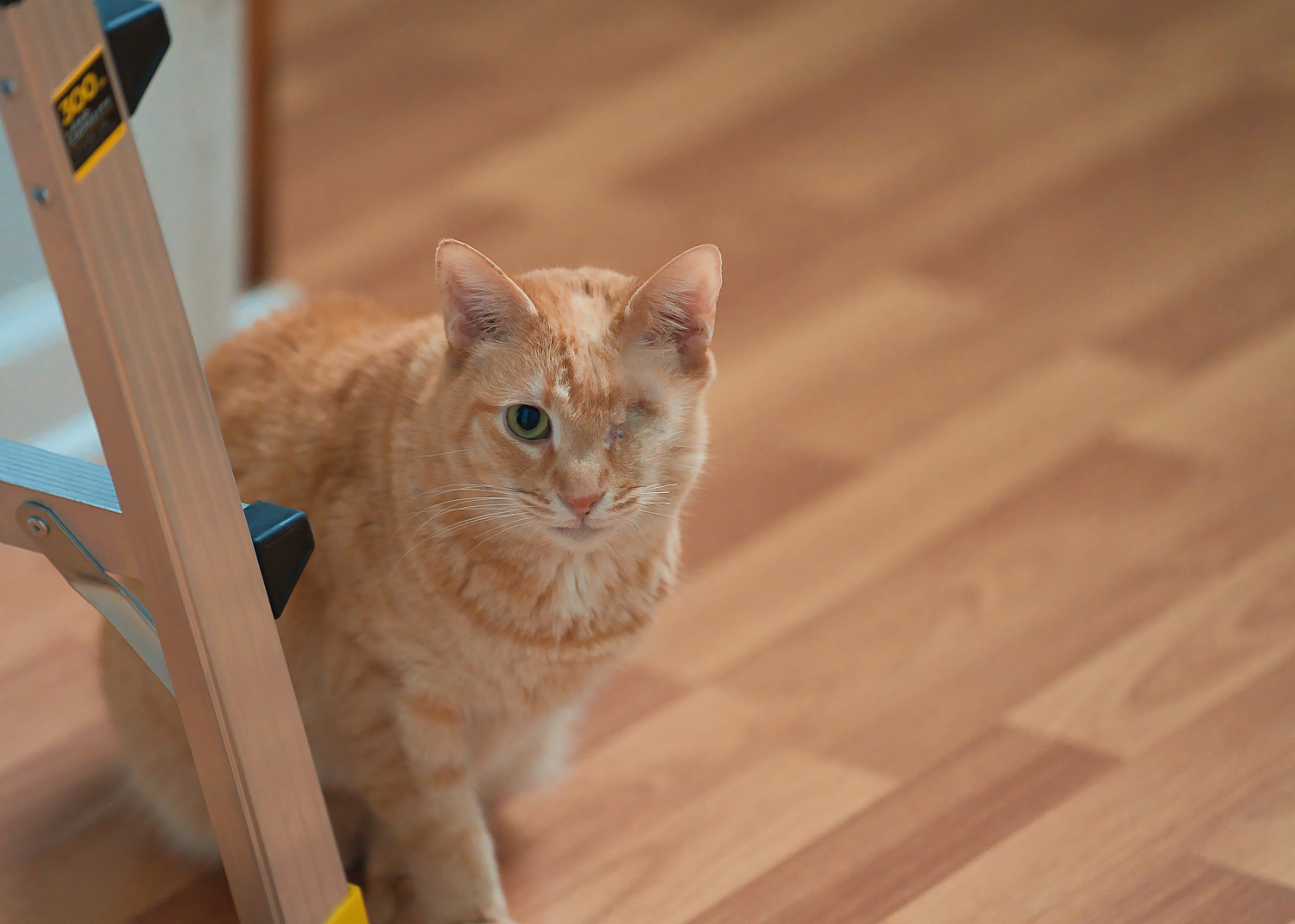 Three Paws Rescue - Eugene