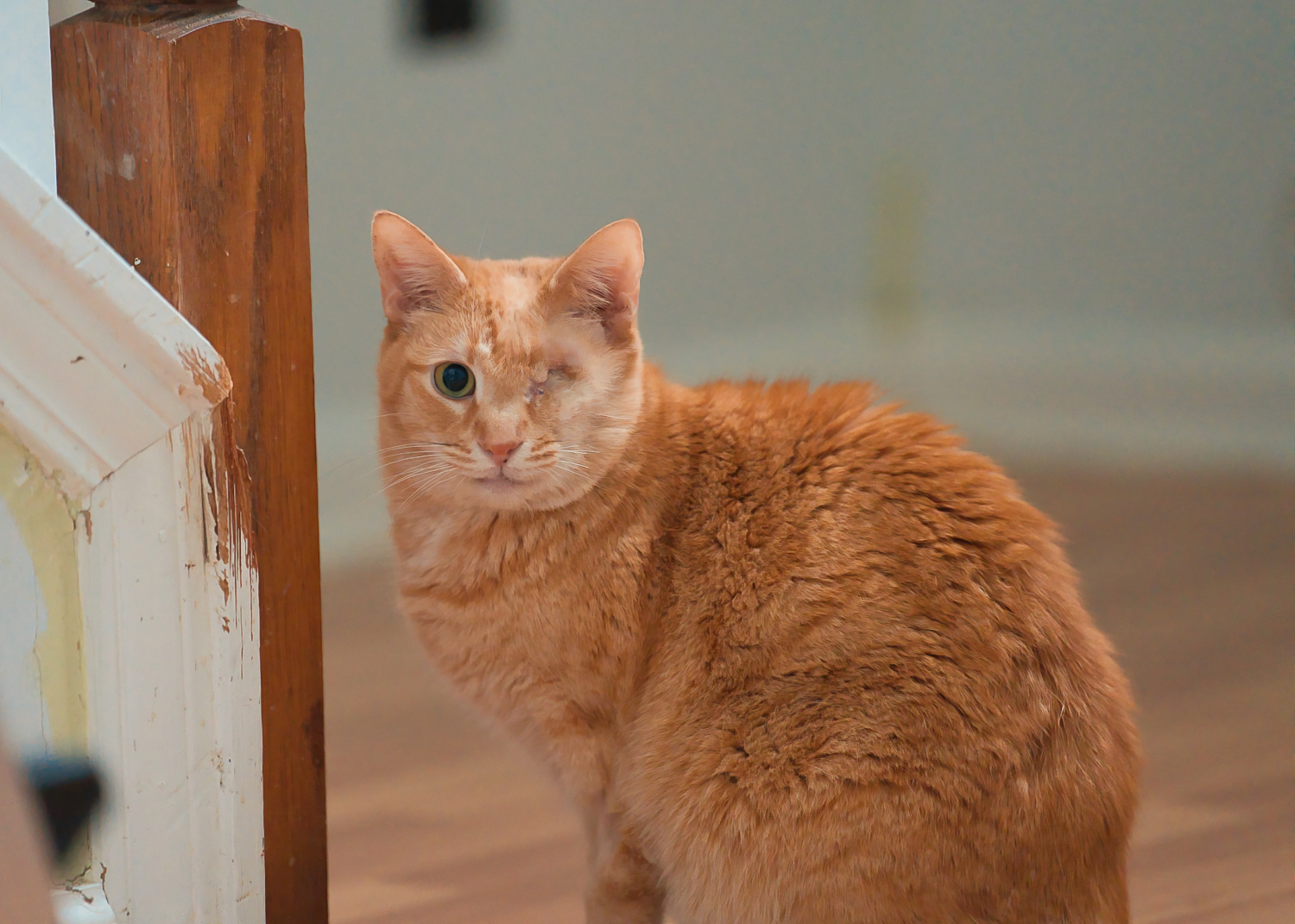 Three Paws Rescue - Eugene