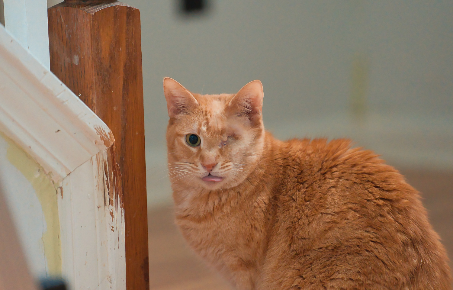 Three Paws Rescue - Eugene