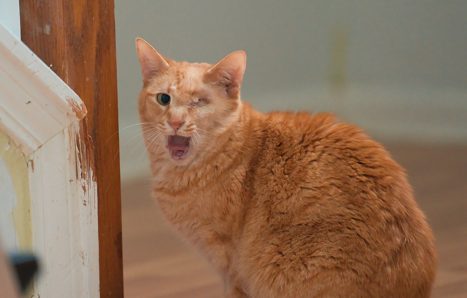 Three Paws Rescue - Eugene