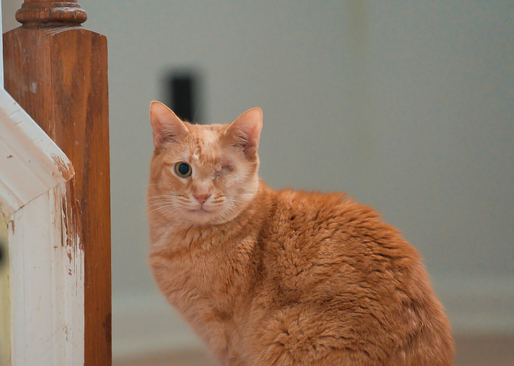 Three Paws Rescue - Eugene