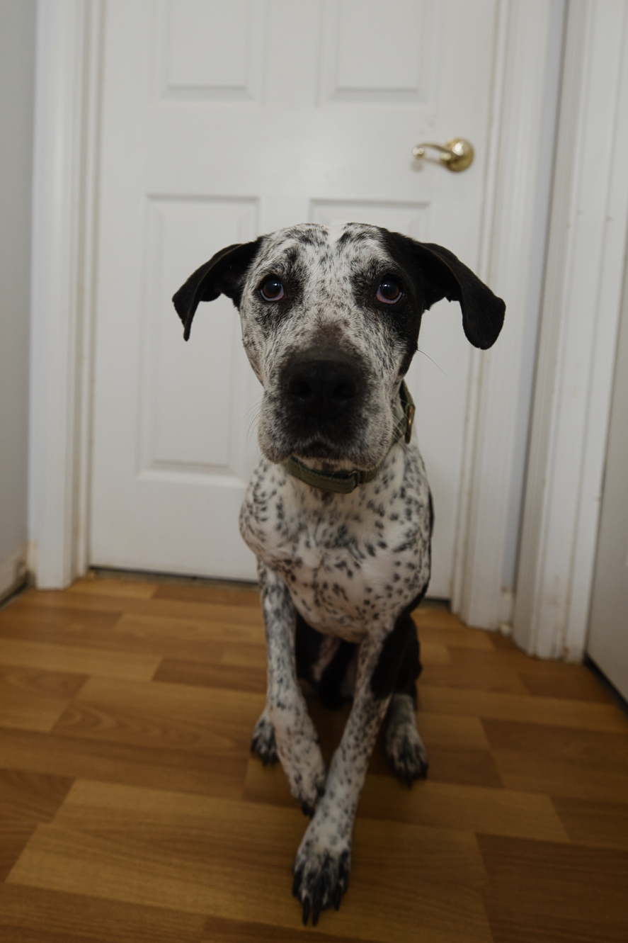 Three Paws Rescue - Isabelle