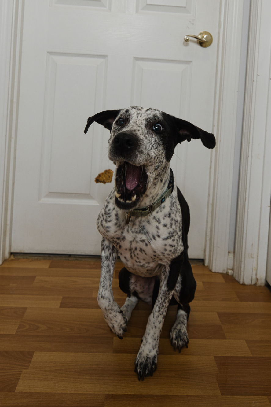 Three Paws Rescue - Isabelle