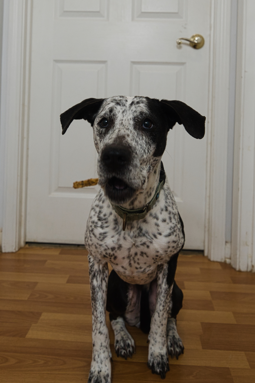 Three Paws Rescue - Isabelle