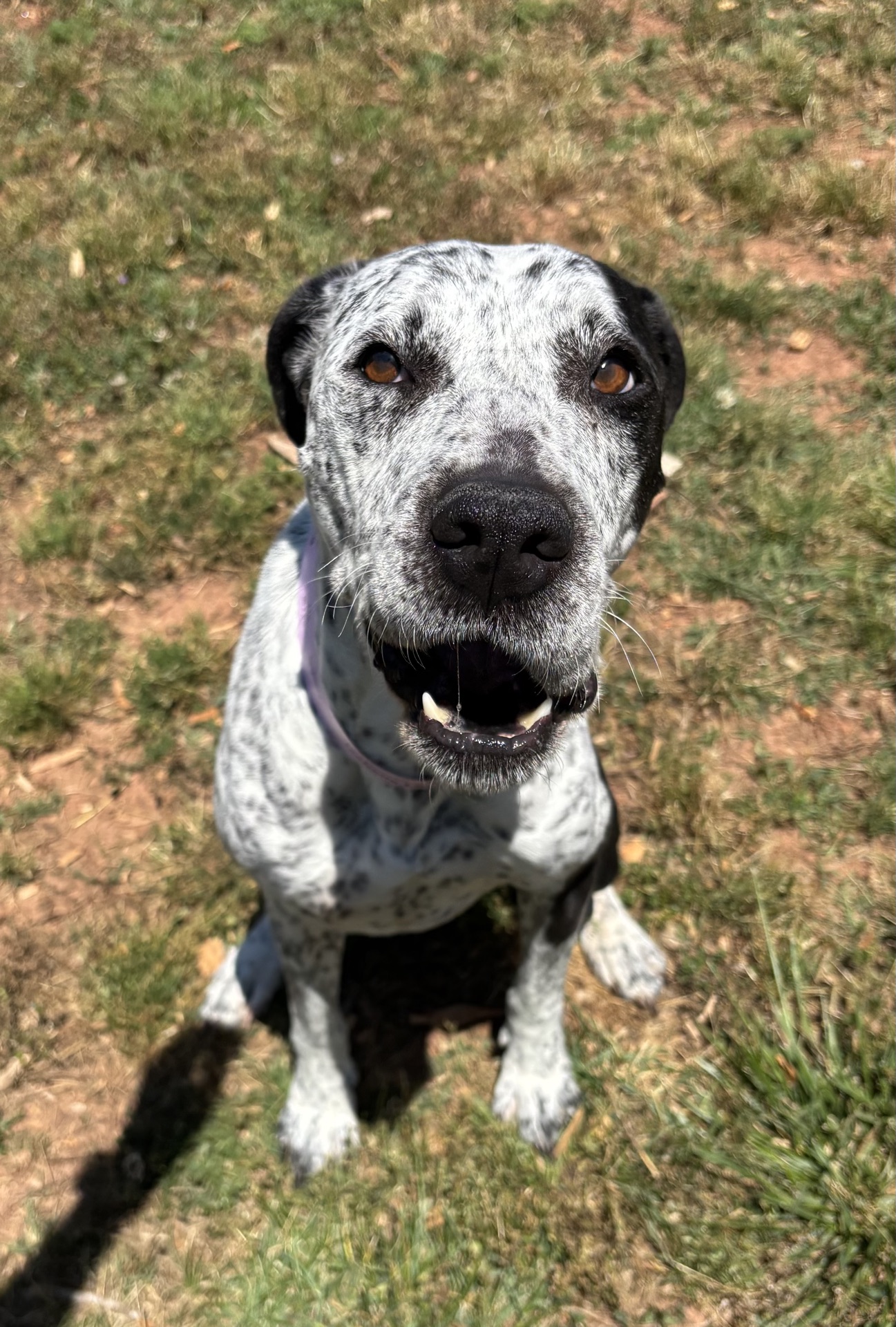 Three Paws Rescue - Isabelle