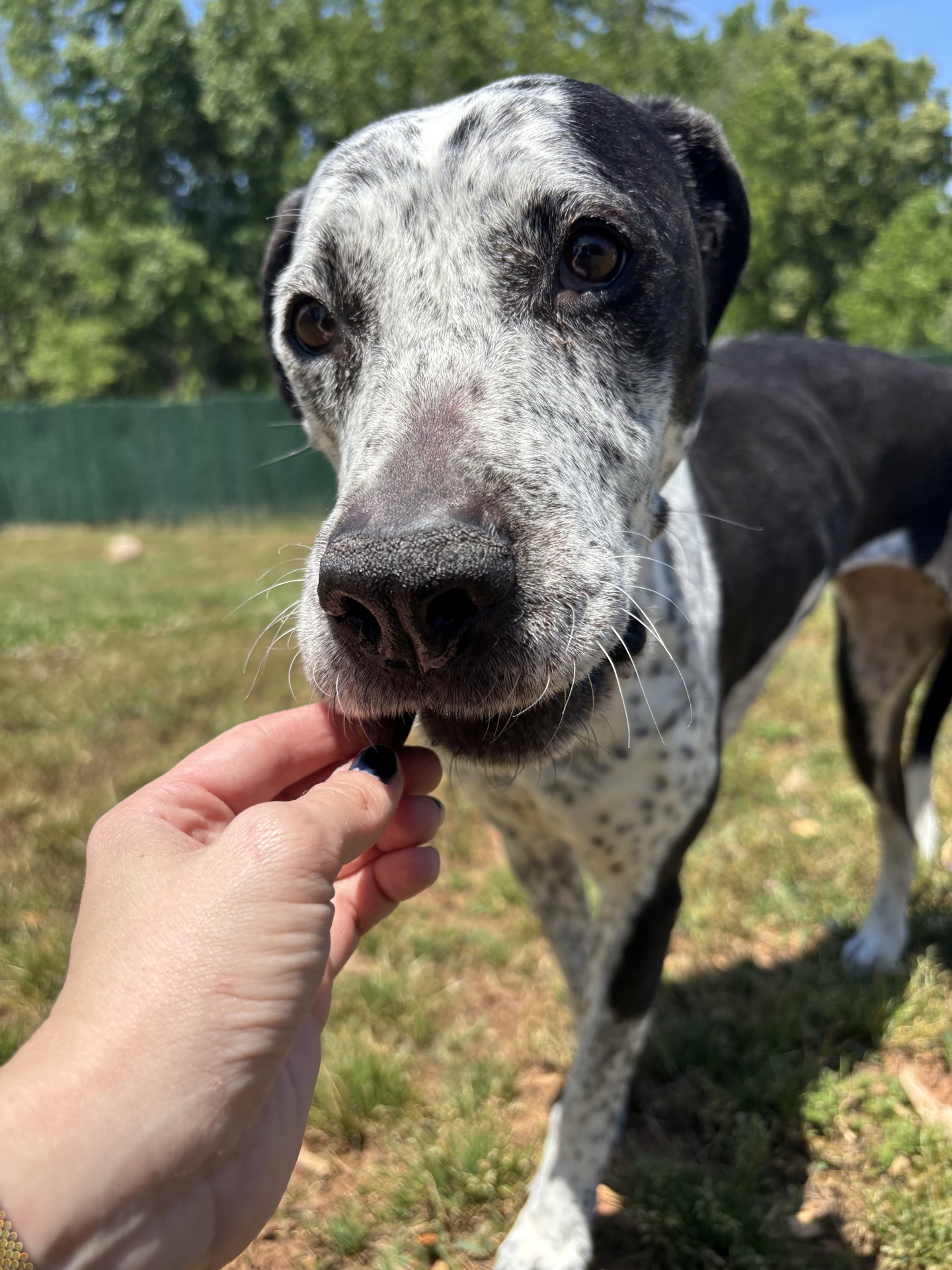 Three Paws Rescue - Isabelle