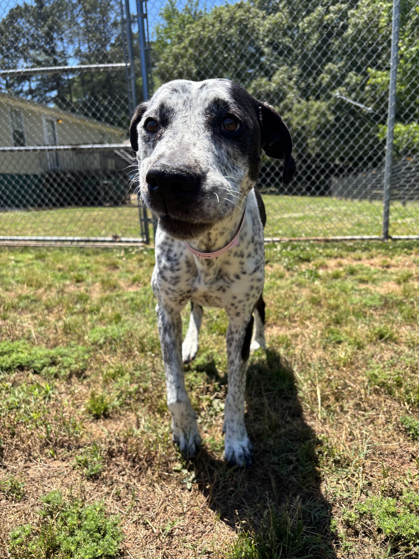 Three Paws Rescue - Isabelle