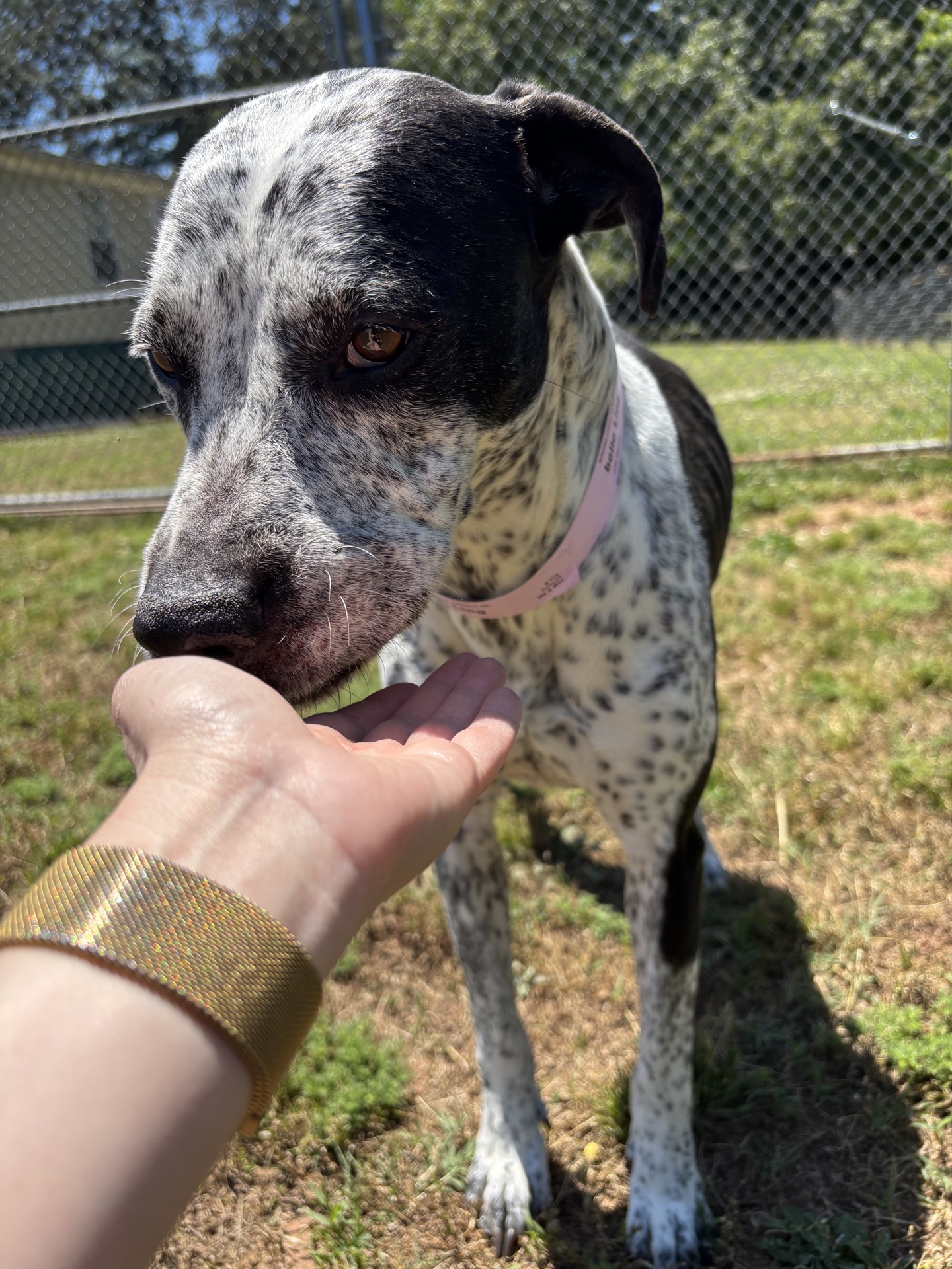 Three Paws Rescue - Isabelle