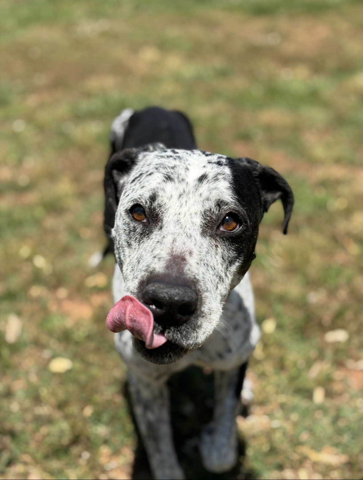 Three Paws Rescue - Isabelle