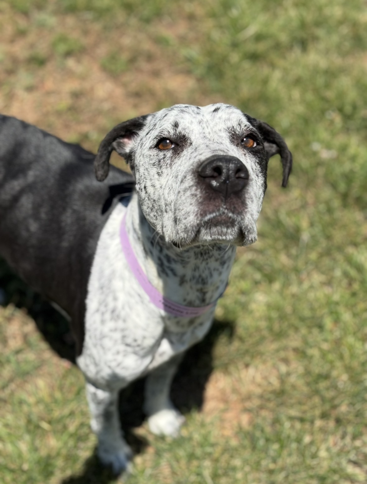 Three Paws Rescue - Isabelle