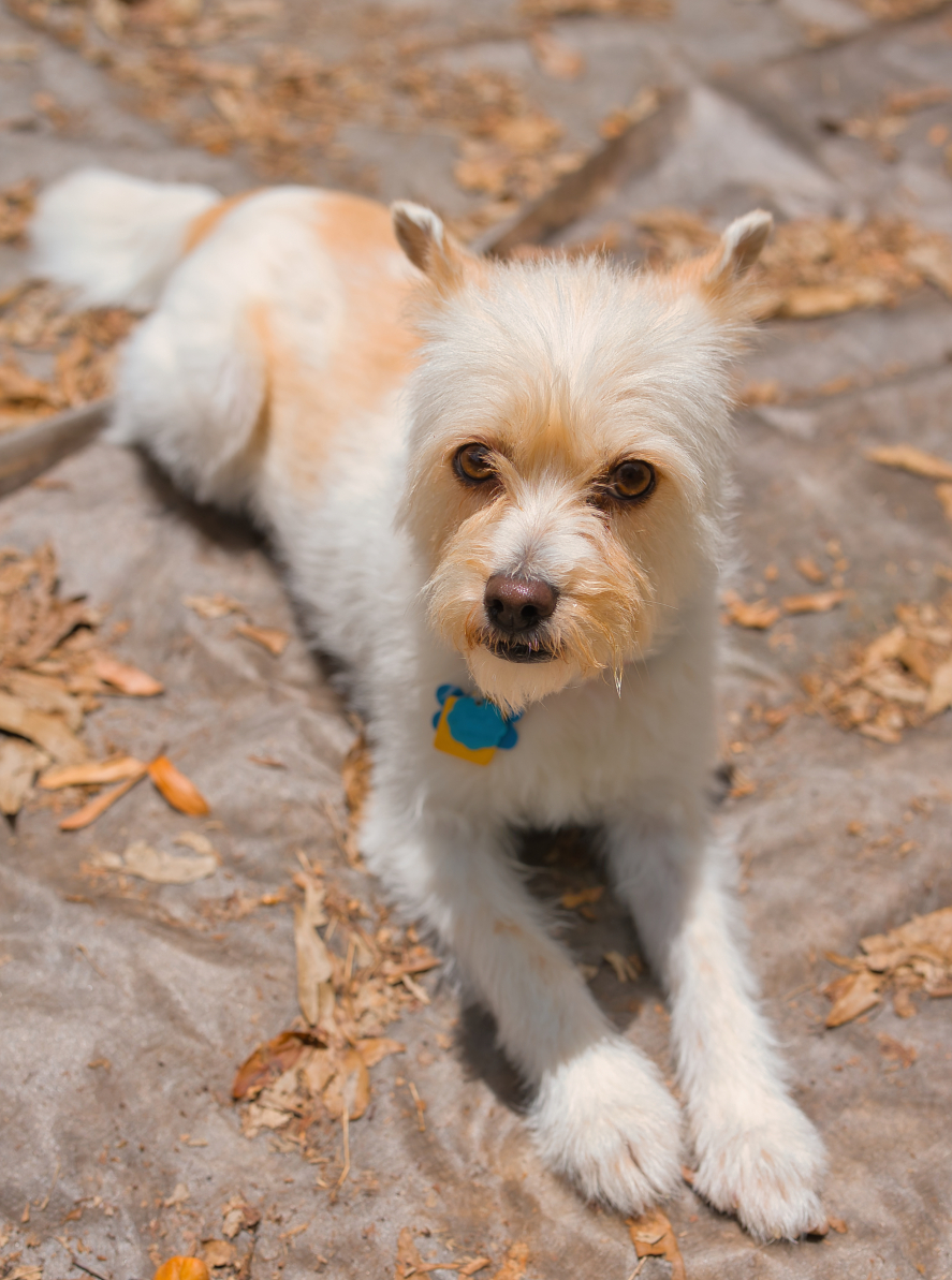Three Paws Rescue - Mia
