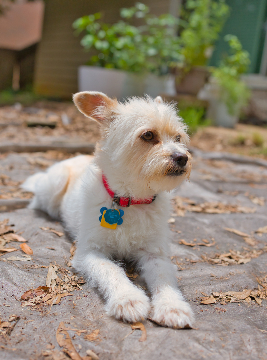 Three Paws Rescue - Mia