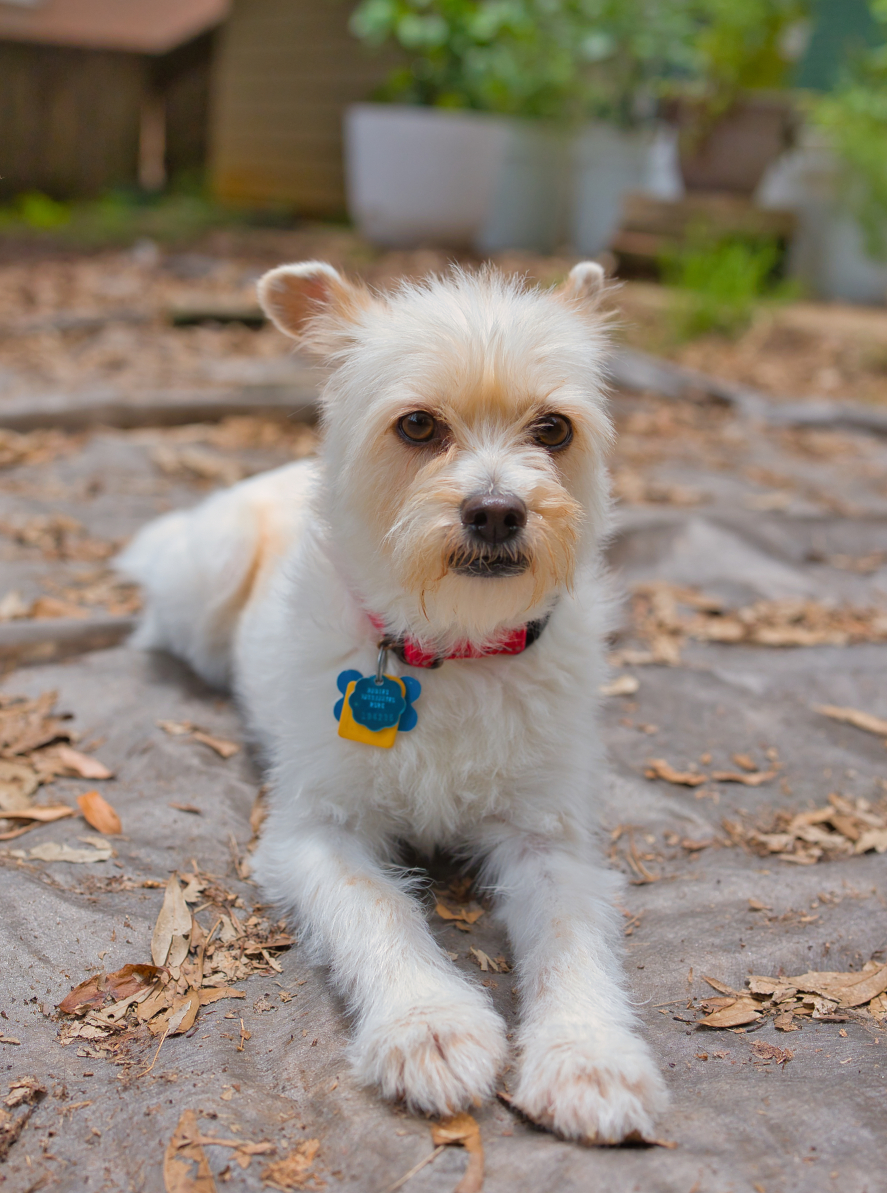 Three Paws Rescue - Mia