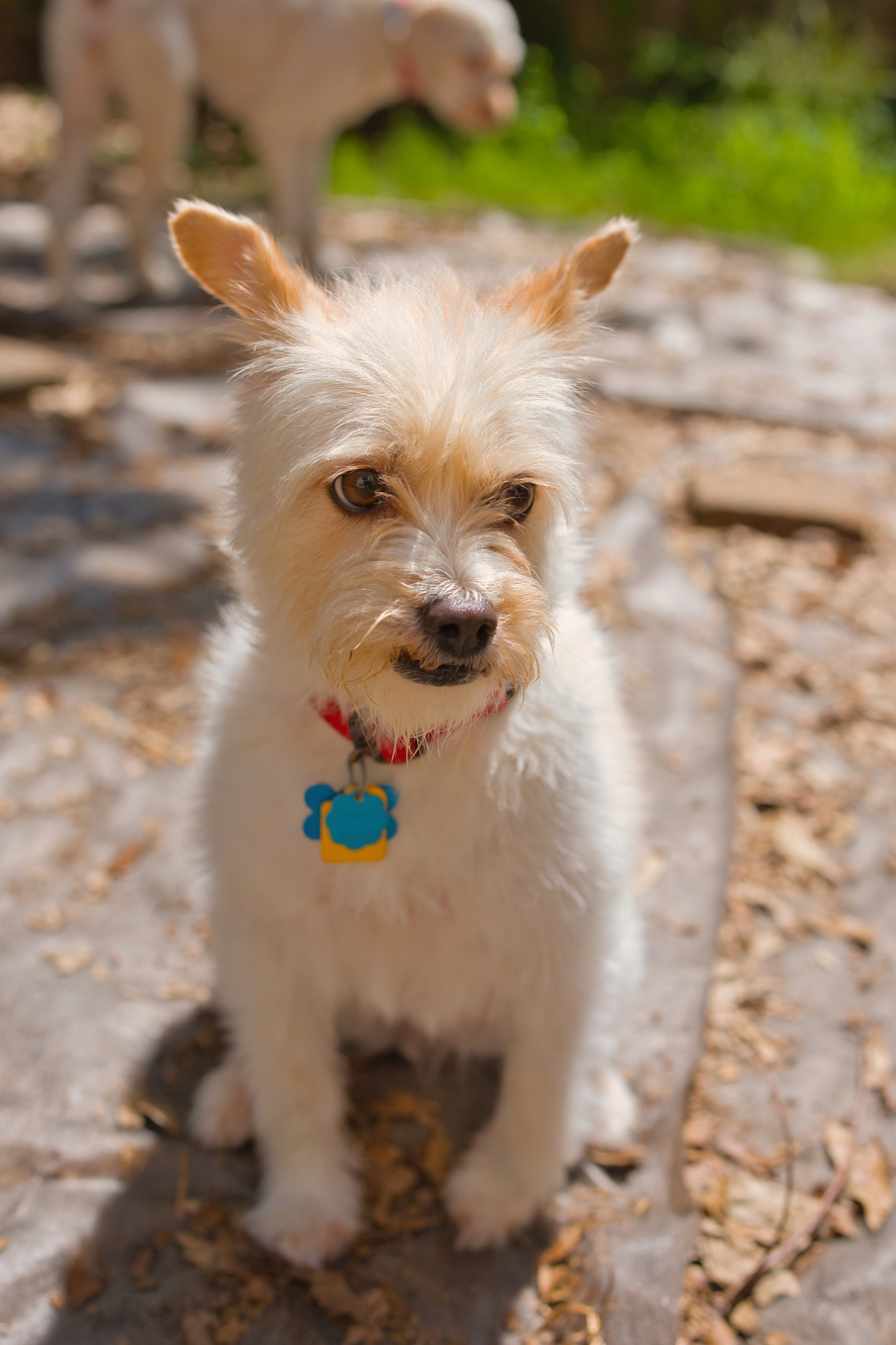 Three Paws Rescue - Mia 照片