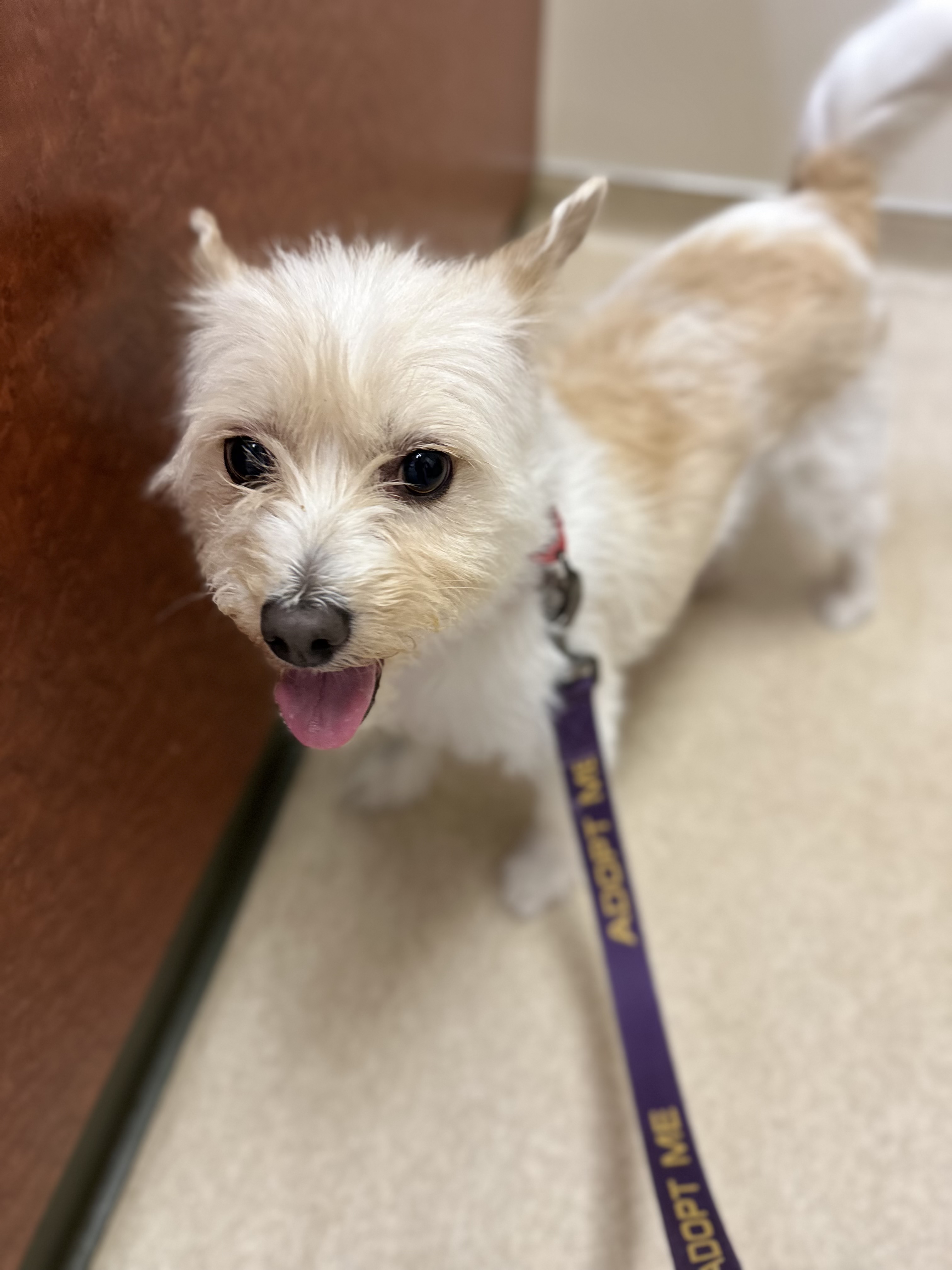 Three Paws Rescue - Mia Photo
