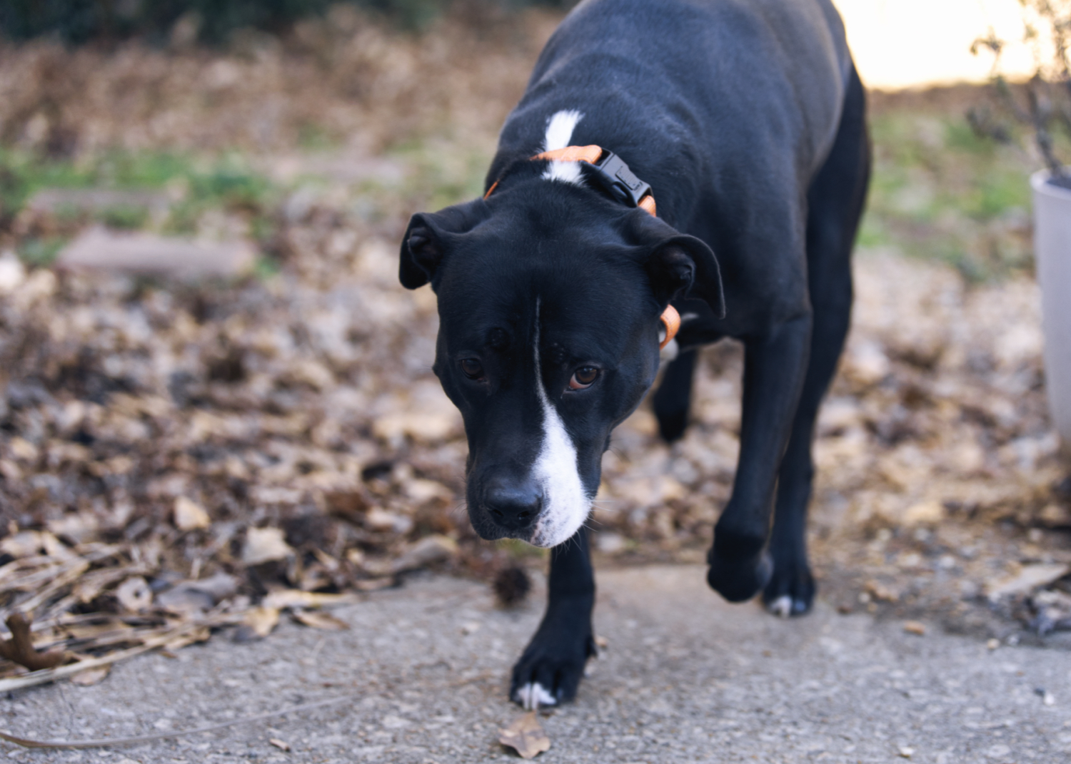 Three Paws Rescue - Harley