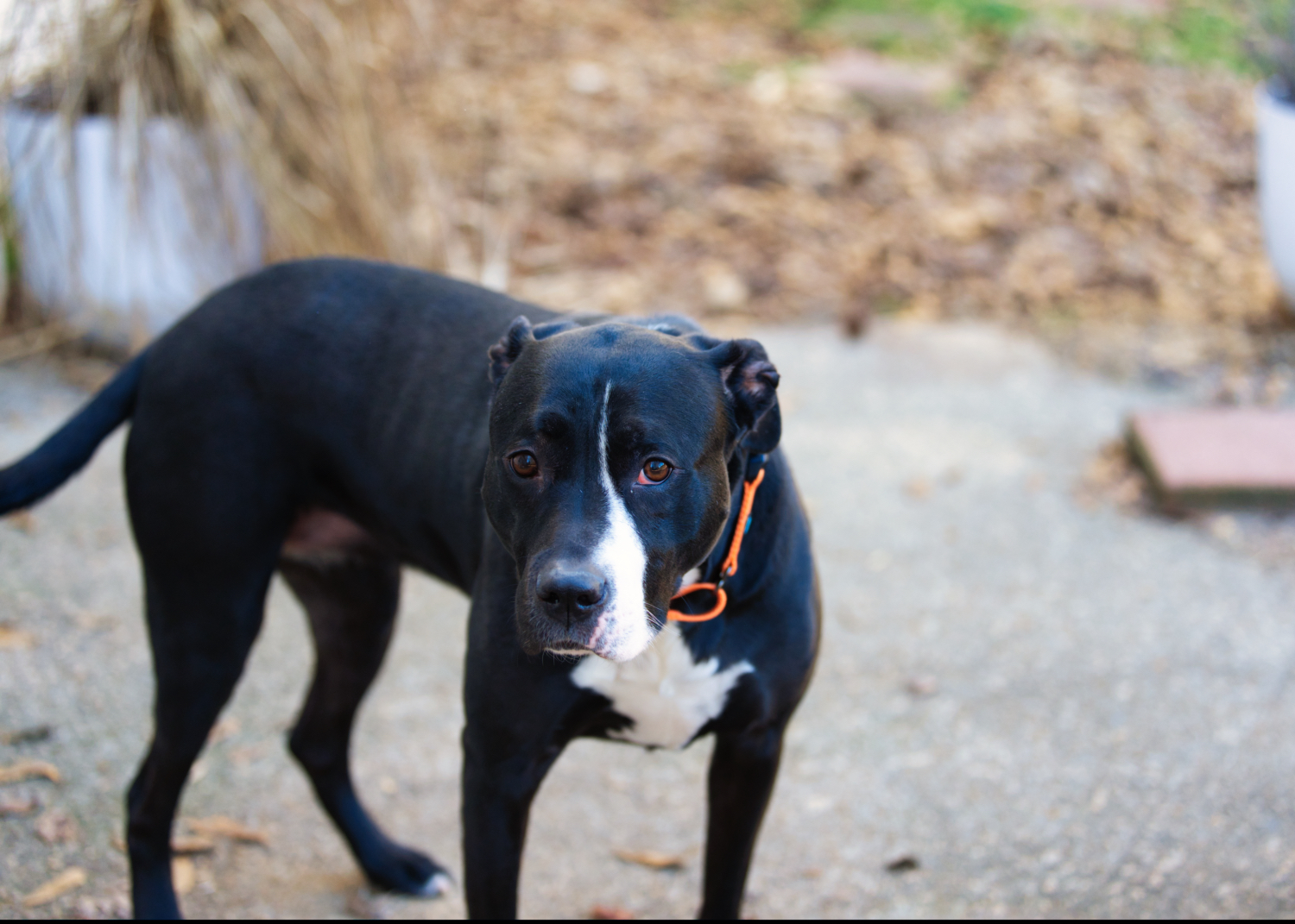 Three Paws Rescue - Harley