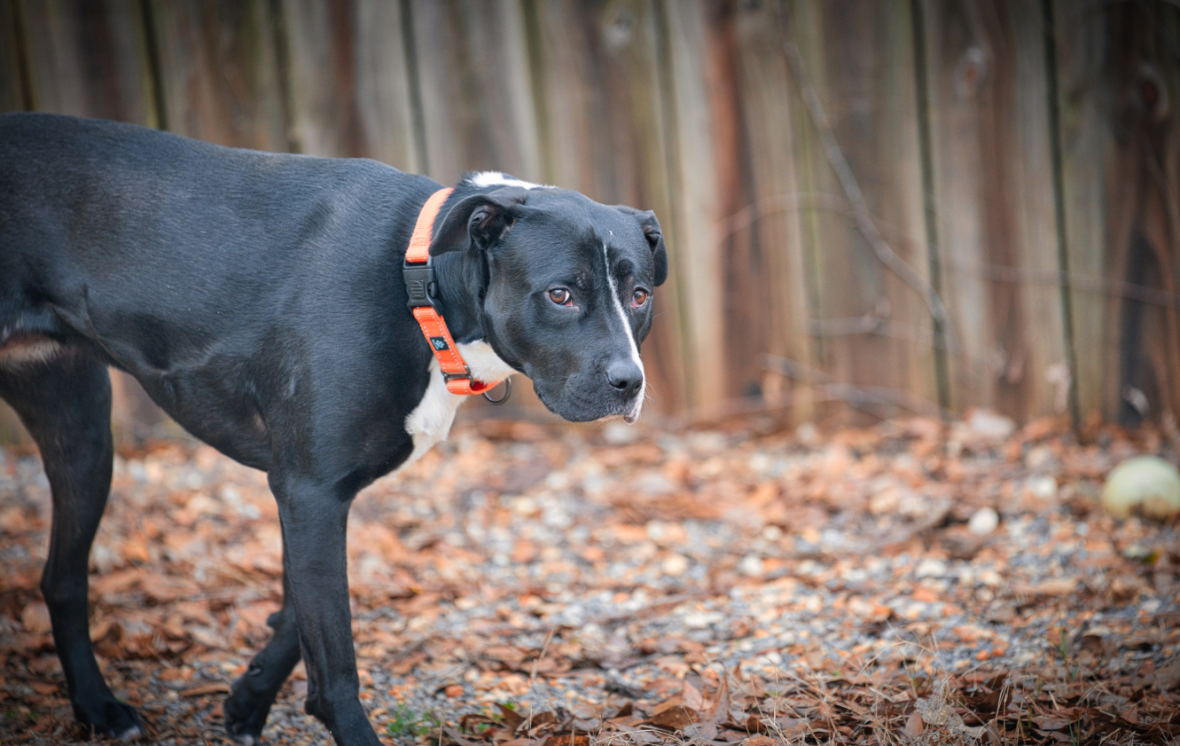 Three Paws Rescue - Harley