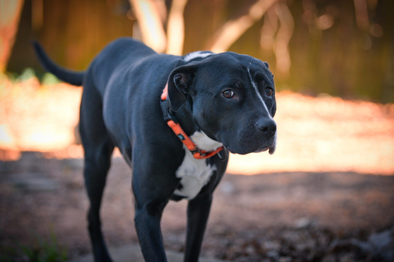 Three Paws Rescue - Harley