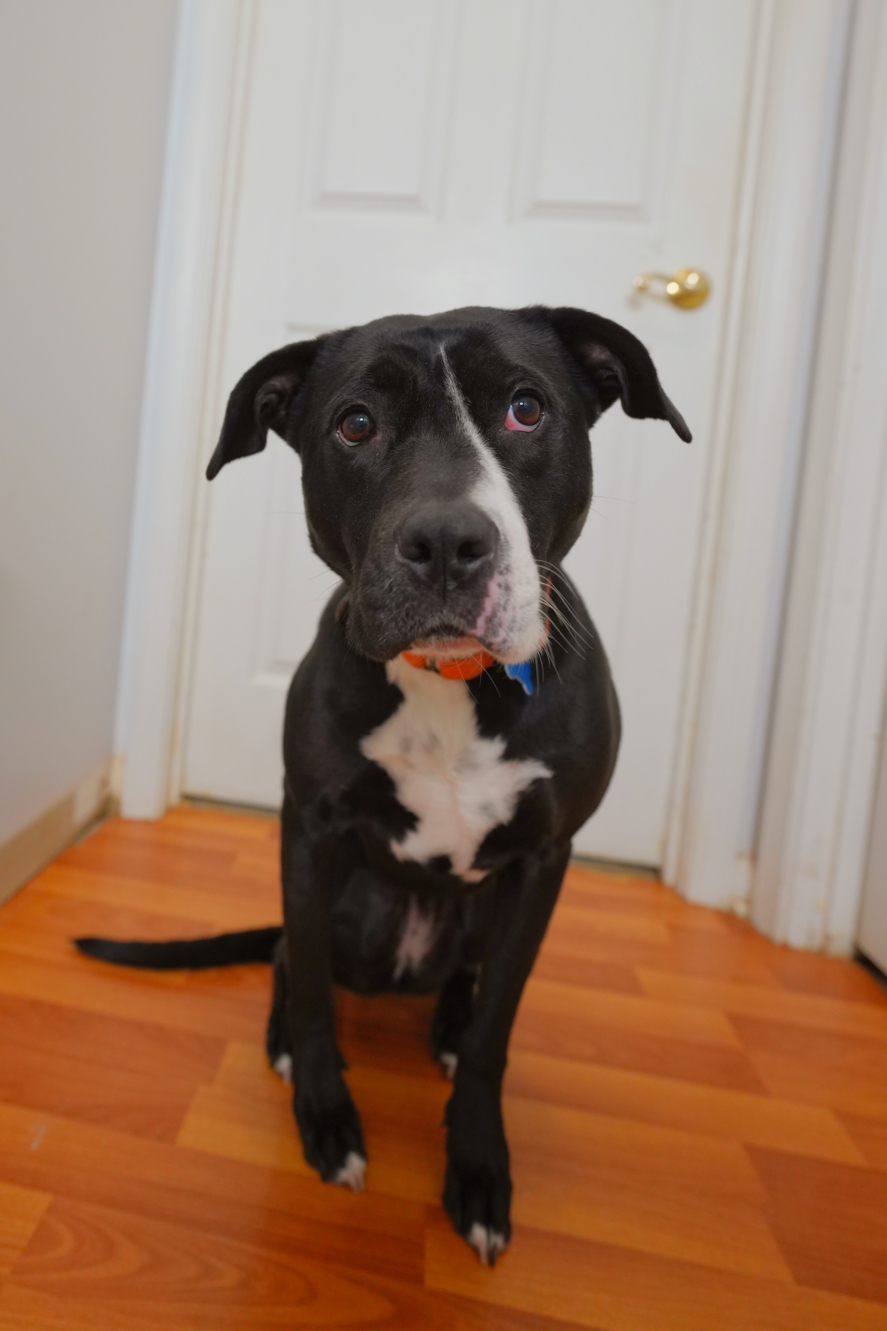 Three Paws Rescue - Harley