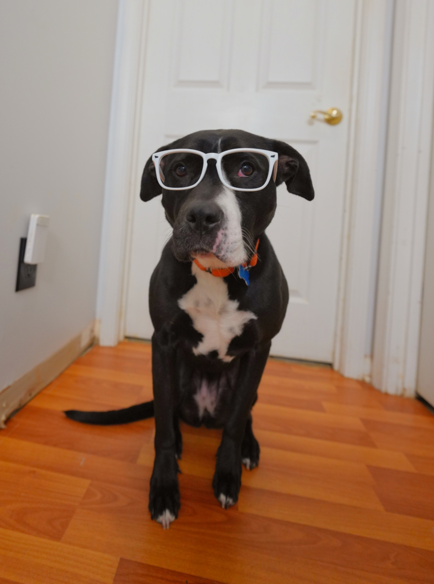 Three Paws Rescue - Harley