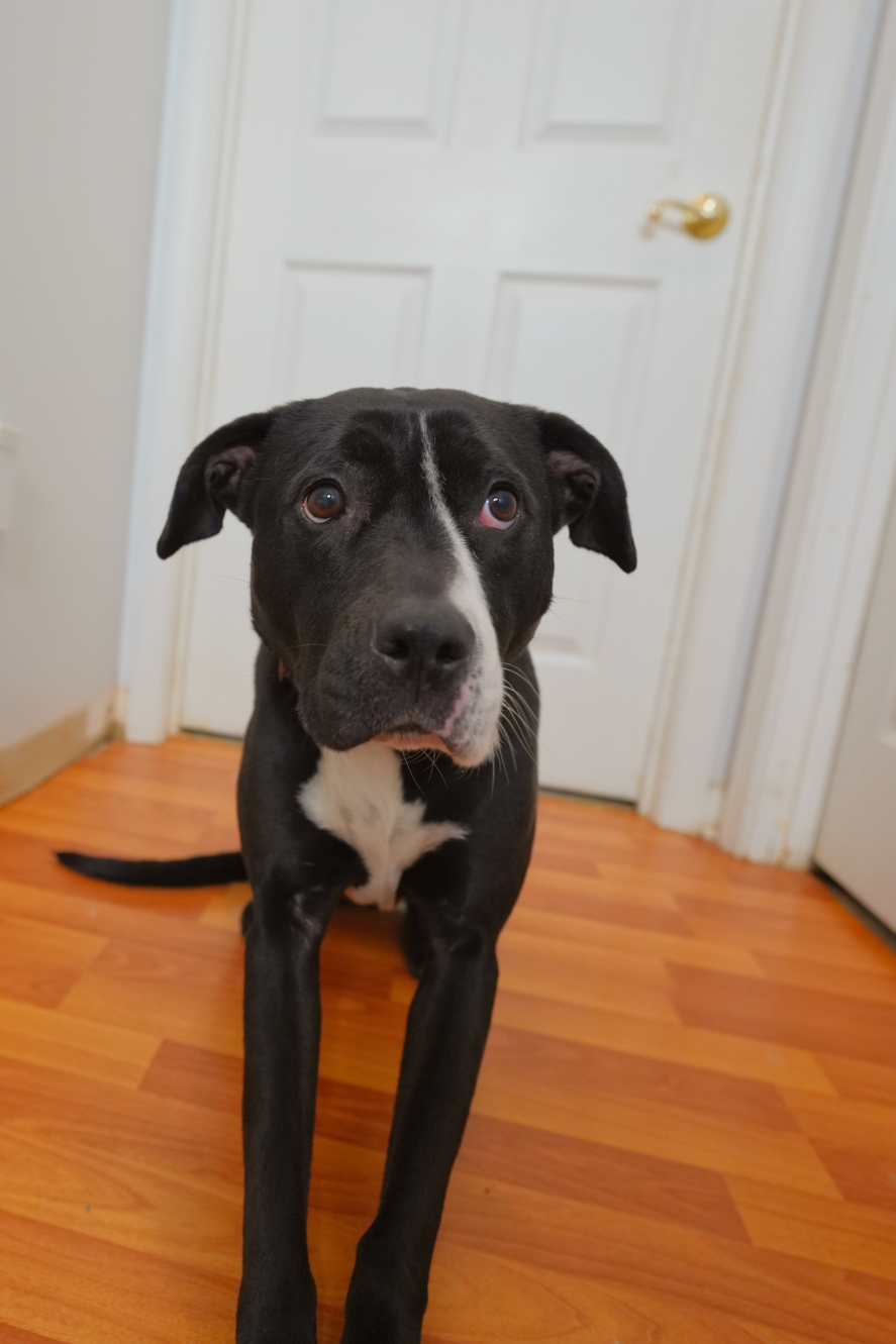 Three Paws Rescue - Harley