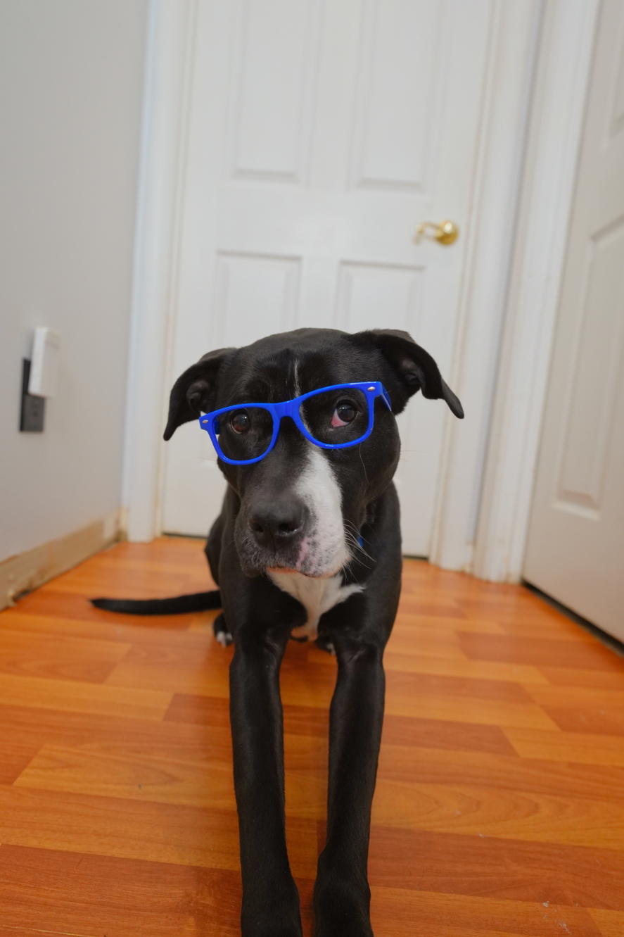 Three Paws Rescue - Harley