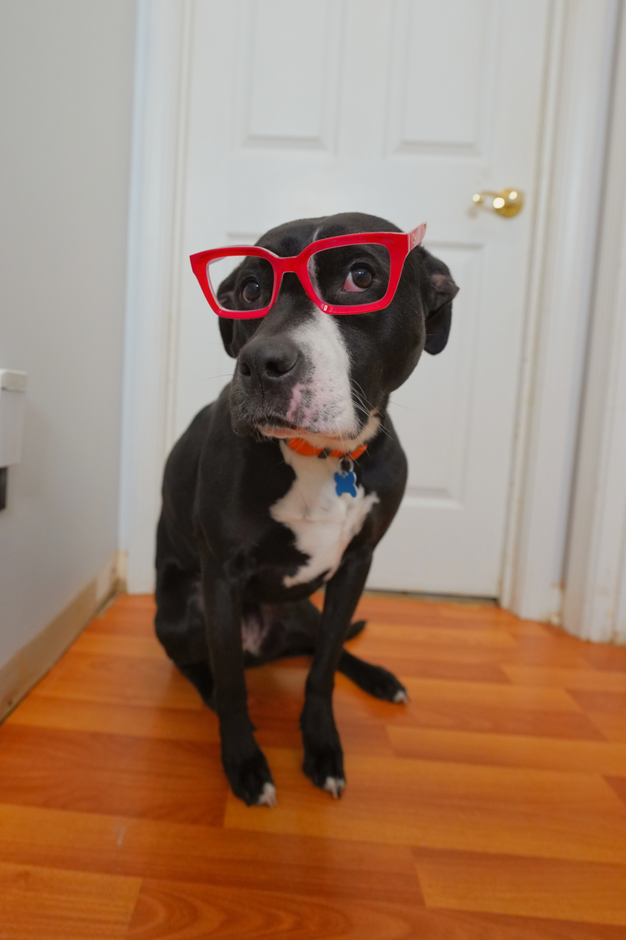 Three Paws Rescue - Harley