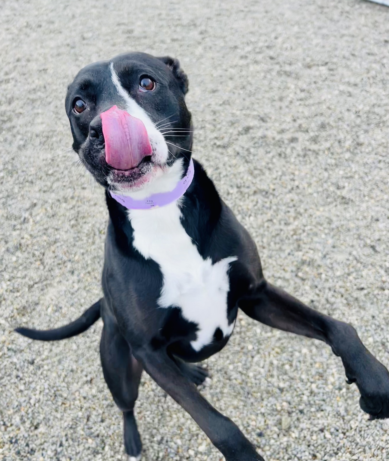 Three Paws Rescue - Harley