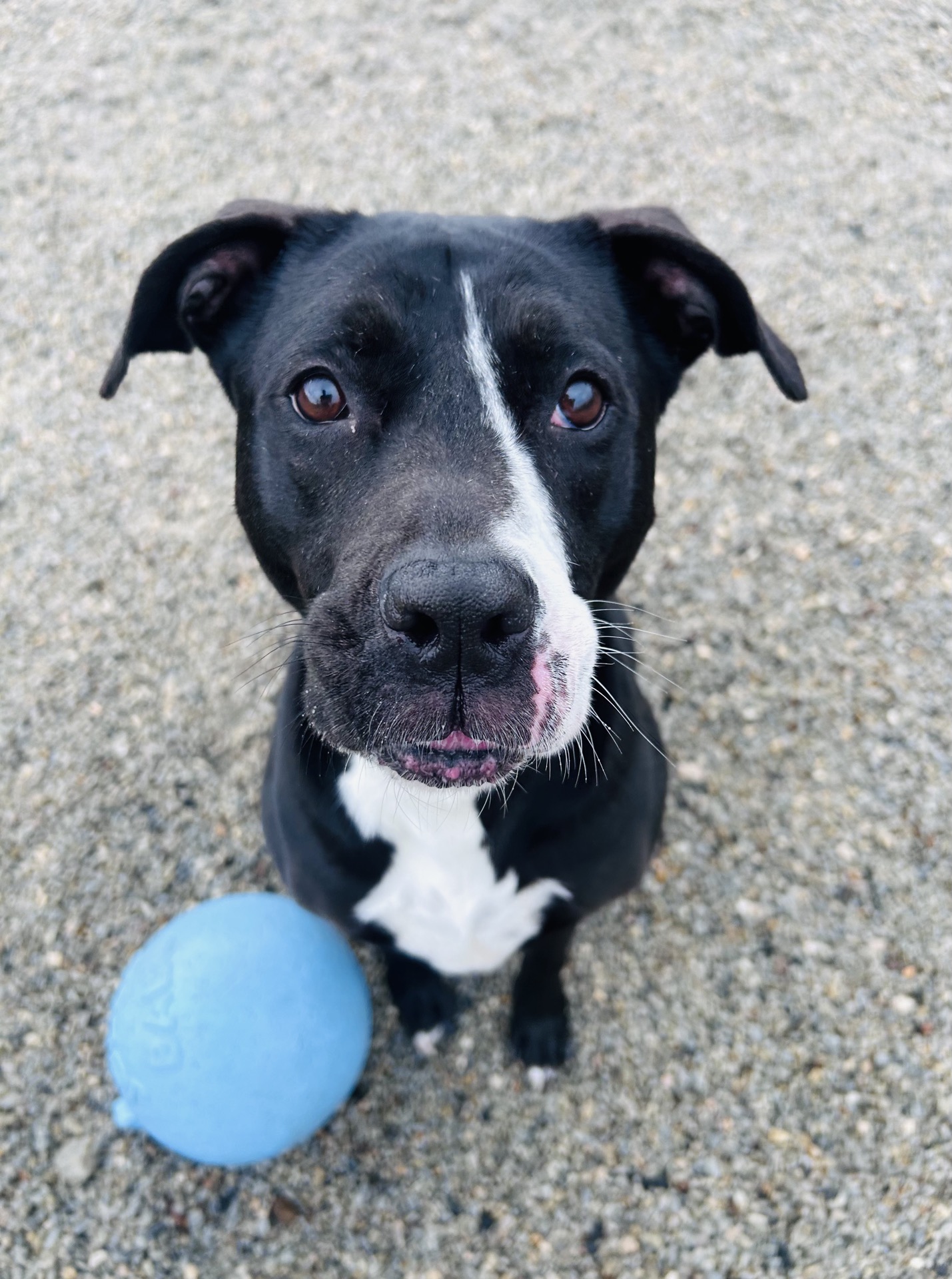 Three Paws Rescue - Harley