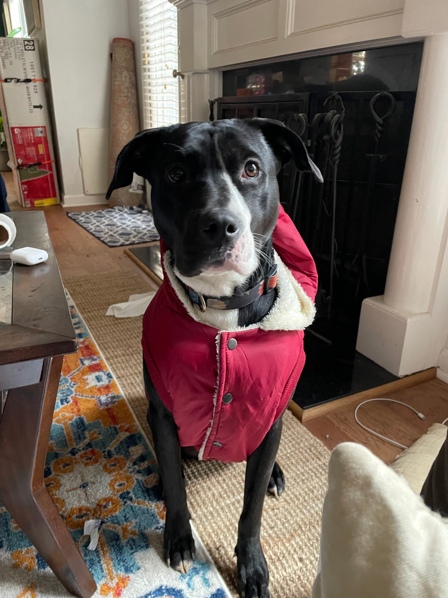 Three Paws Rescue - Harley