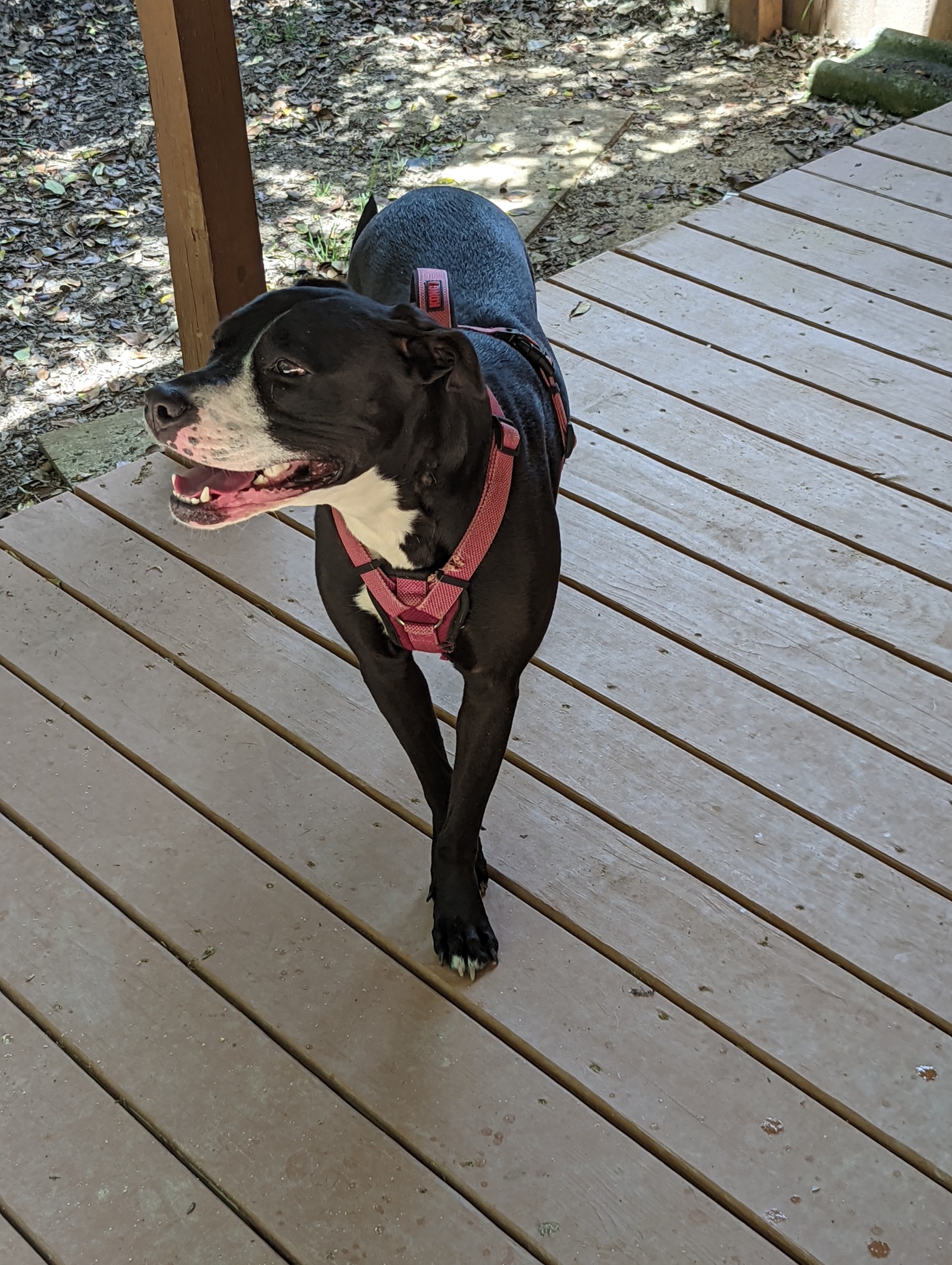 Three Paws Rescue - Harley