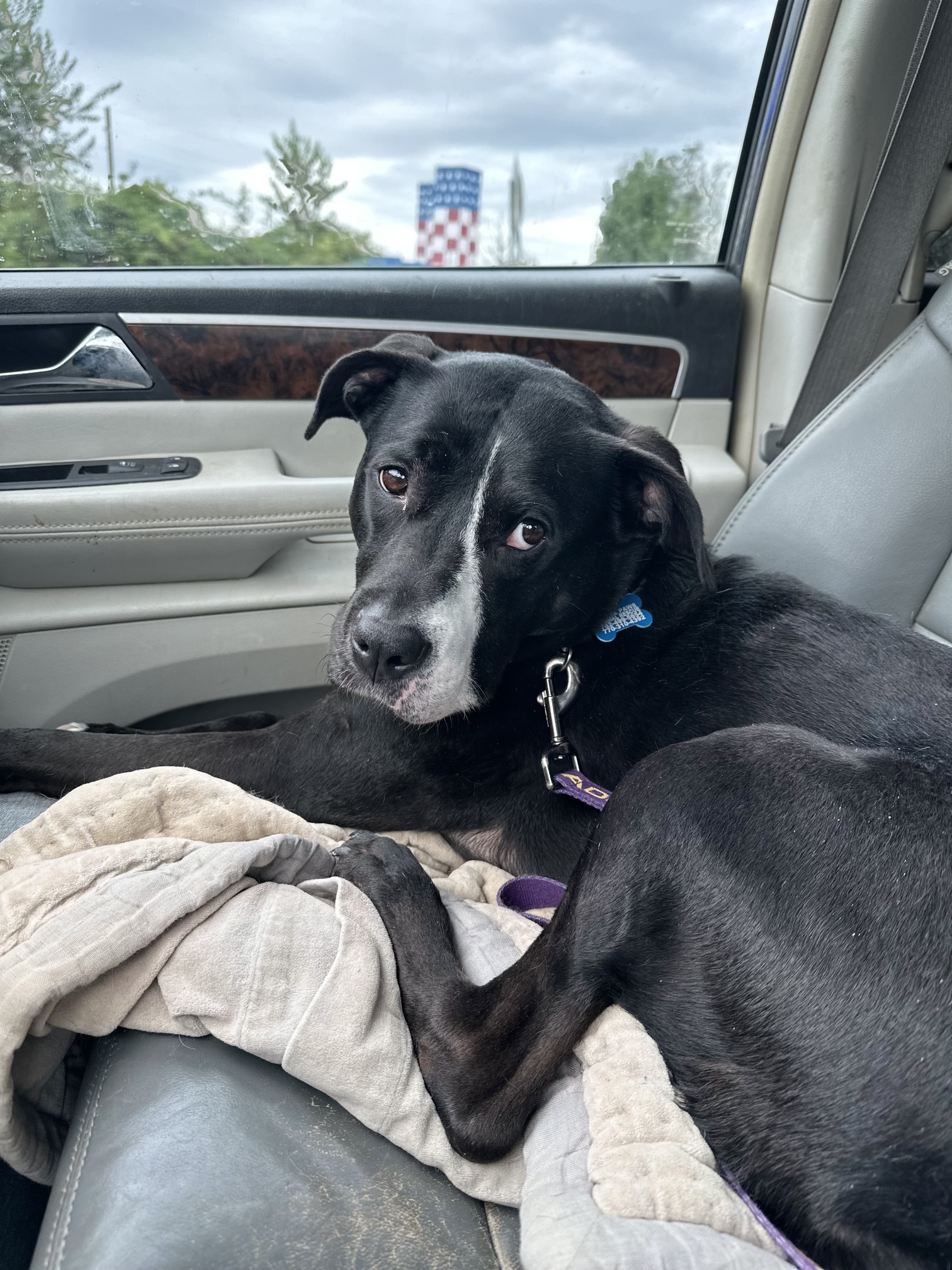 Three Paws Rescue - Harley