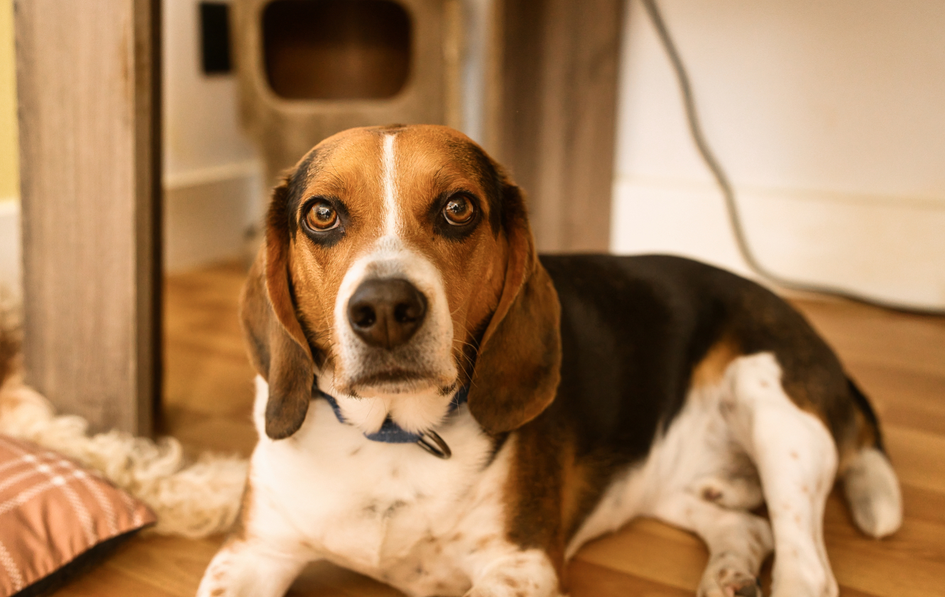 Pete - Photo 3