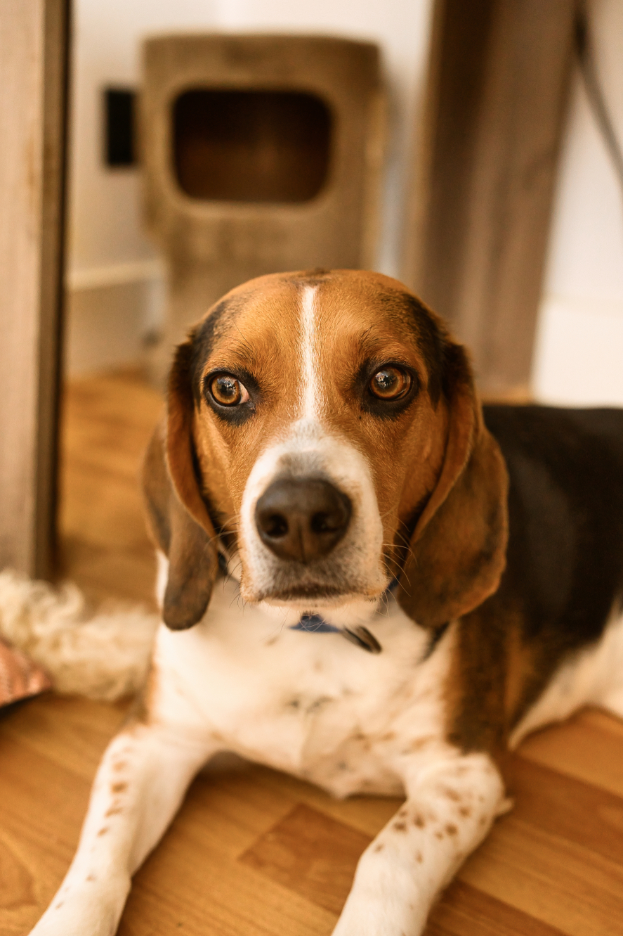 Pete - Photo 15