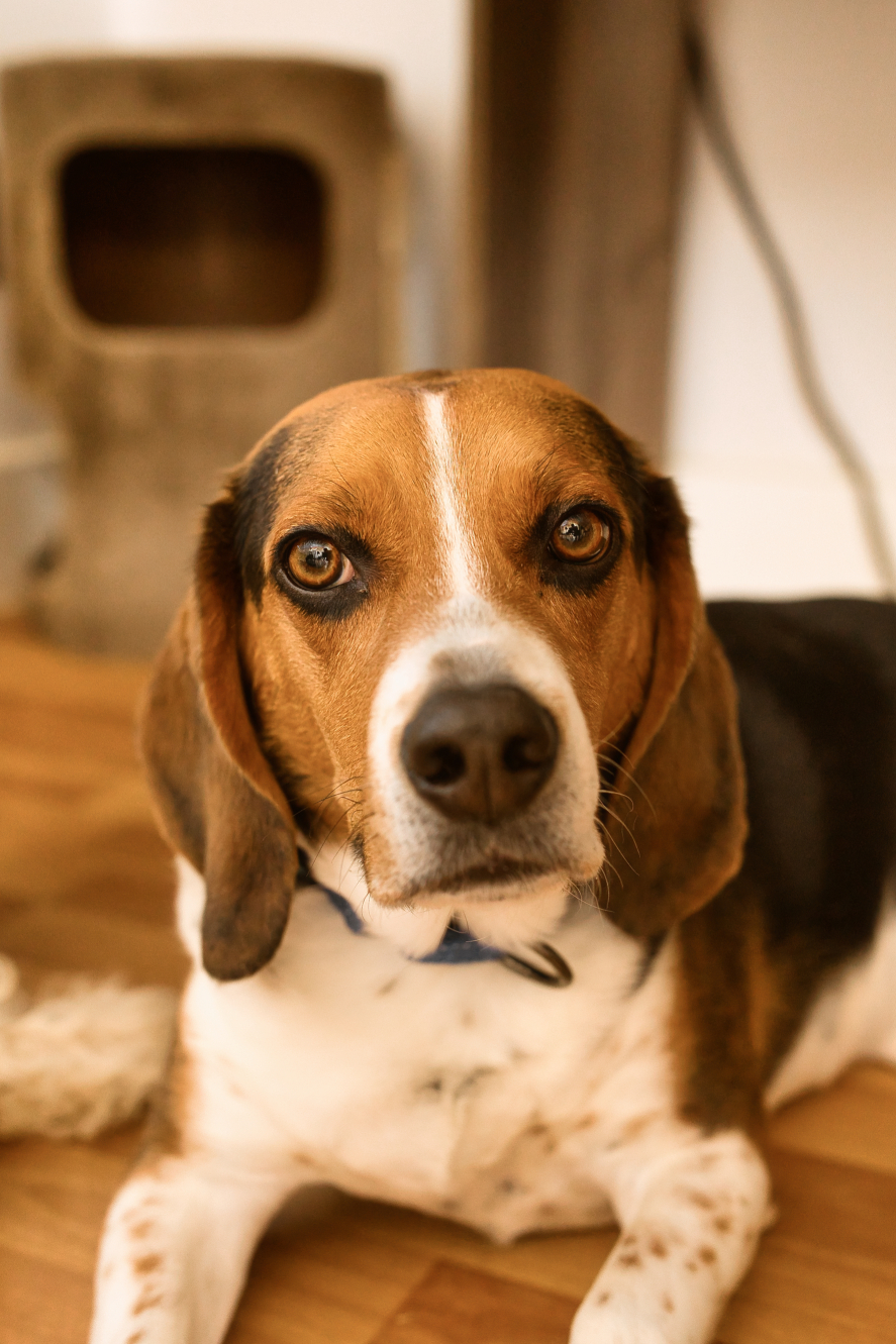 Pete - Photo 1