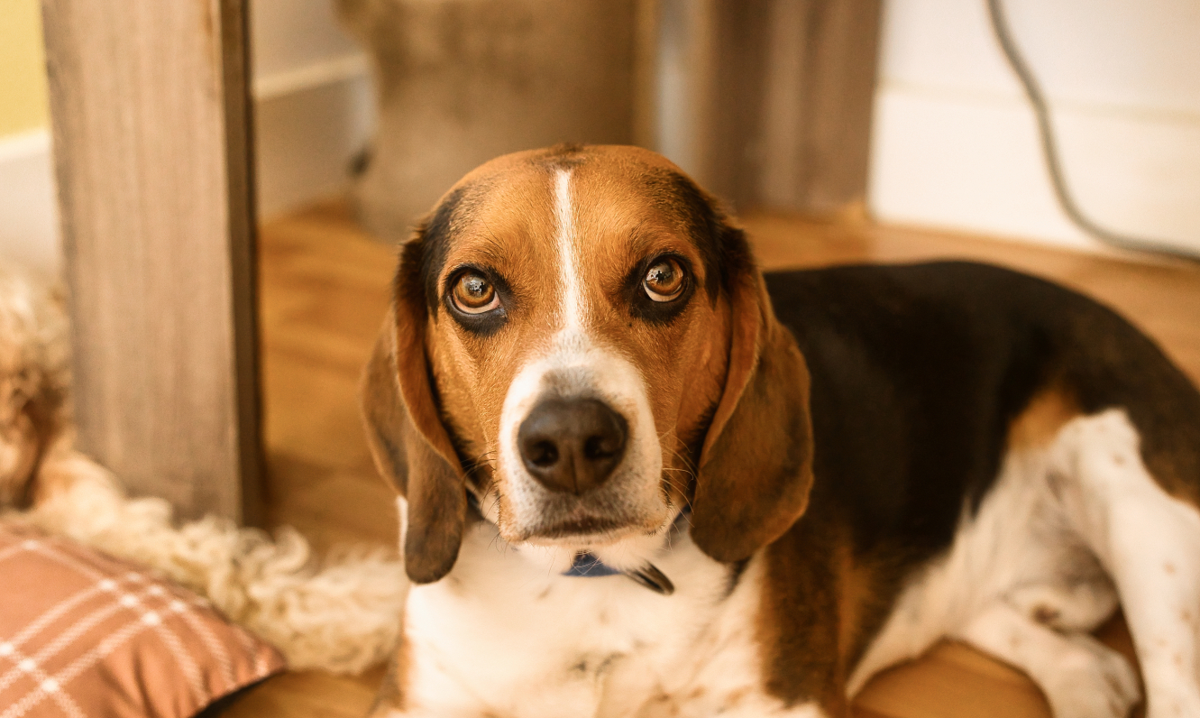 Pete