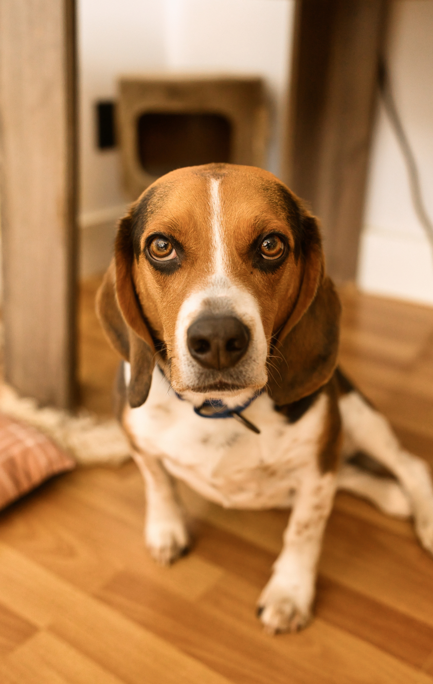 Pete - Photo 19