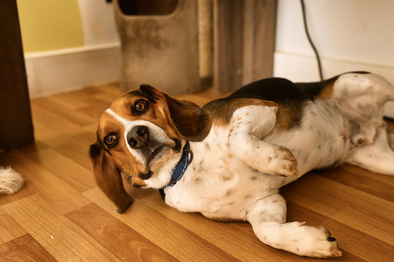 Three Paws Rescue - Pete