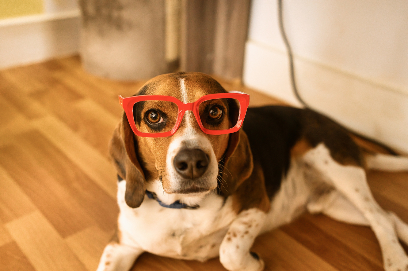 Three Paws Rescue - Pete